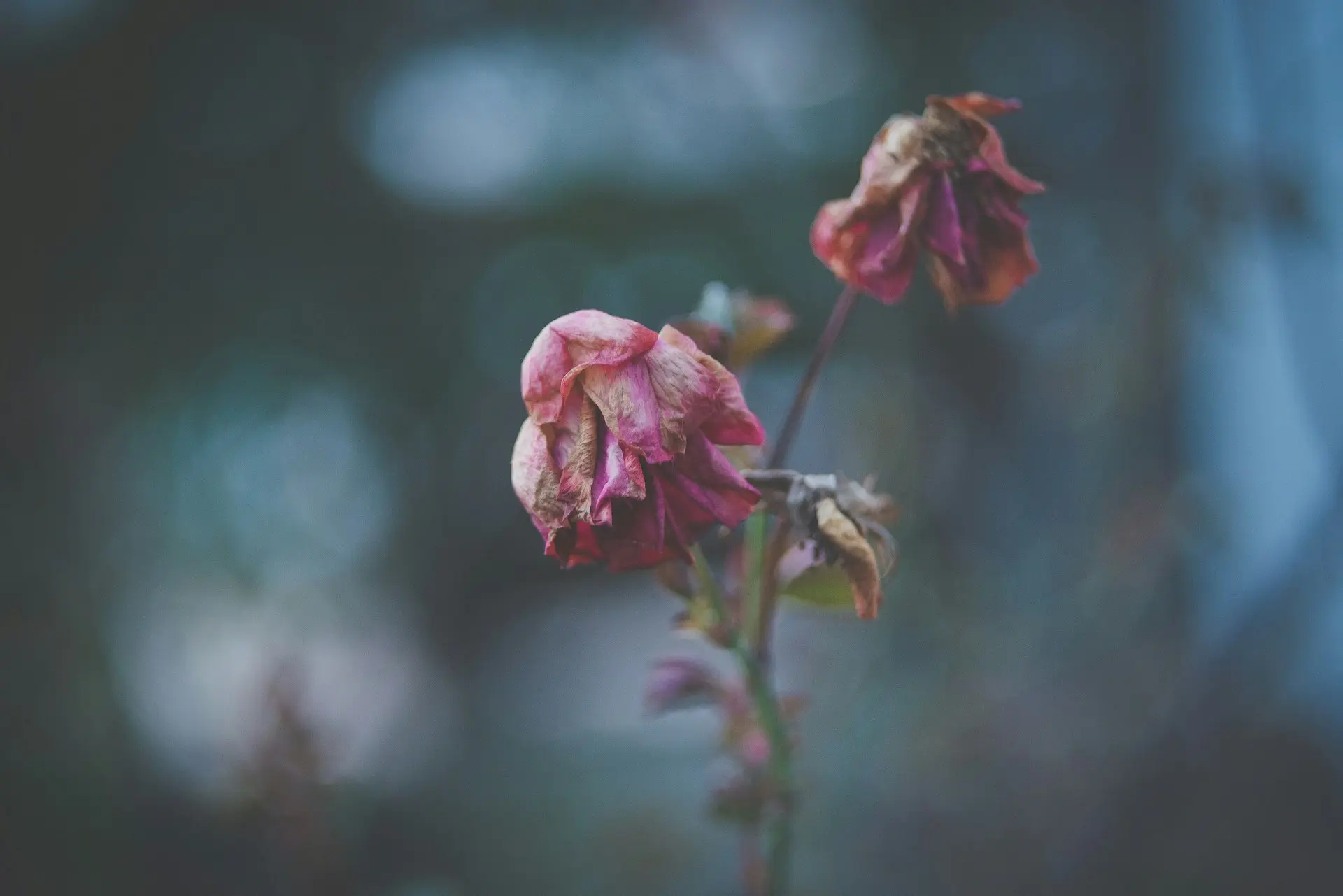 The top 5 regrets of the dying